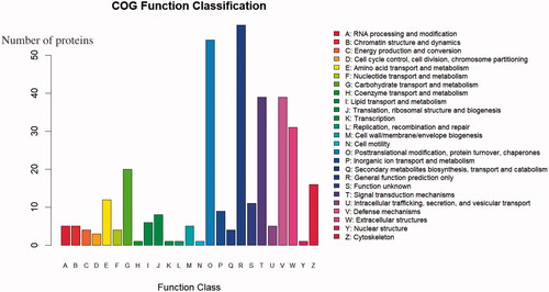 Figure 4. Statistics of Clusters of Orthologous Groups (COG) function classification. The abscissa shows the COG function classification, and the ordinate shows the number of proteins by functional classification.