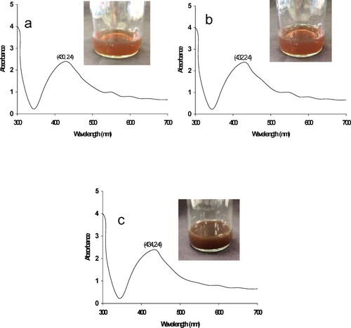 Figure 1. UV–vis spectra of synthesized AgNPs at different times during incubation; 0.5 (a), 3 (b), 6–24 h (c), during synthesis in Phyllanthus emblica fruit extract.