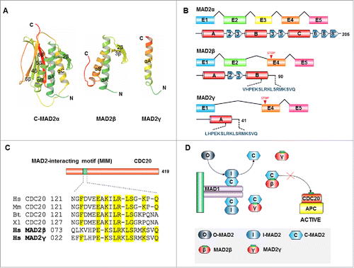 Figure 4. In silico identification of a MAD2-interacting motif present in the C-terminal domains of MAD2 isoforms. (A) Ribbon diagram of the crystal structure of the active conformation of MAD2α (C-MAD2α) (PDB ID 1GO4) and a homology model of the isoforms MAD2β and MAD2γ. (B) Exon arrangements (above) and secondary structures of the MAD2α and MAD2 isoforms (below). Alternative splicing produces 2 MAD2 isoforms: MAD2β and MAD2γ, from which exon 3 and exon 2 and 3 are excluded, respectively. A frameshift occurs in exon 4 causing a premature stop codon and the creation of a distinct C-terminus peptide (shown in dark blue). (C) Sequence alignment of the C-terminal peptides of MAD2 isoforms with the MAD2-interacting motifs (MIMs) of CDC20 proteins from various organisms (Hs, Homo sapiens; Mm, Mus musculus; Bt, Bos taurus; Xl, Xenopus laevis). (D) Schematic drawing of SAC inhibition by MAD2 isoforms. Upon SAC activation, MAD1/C-MAD2α catalyzes the conversion of the cytosolic conformation of MAD2α (O-MAD2α) to C-MAD2α. We propose that MAD2 isoforms could compete with CDC20 for C-MAD2α binding. Because the MAD2(β/γ)/C-MAD2 complex cannot bind to CDC20, free CDC20 can activate APC/C and induce the onset of anaphase.