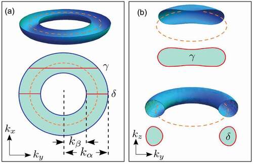 Figure 5. (a) The maximum (α) and minumum (β) cross sections in the nodal-line plane of the torus Fermi surface. (b) The maximum (γ) and minimum (δ) cross sections out of the nodal-line plane of the torus Fermi surface [Citation66].