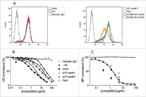 Figure 5. Binding of the purified recombinant mAb1, Fab1, scFv to mPD-1. Binding of purified mAb1, Fab1 and scFv to mPD-1-positive EL4 cells (A). Murine T lymphoma EL4 cells were incubated with commercially available J43 (positive control), hamster IgG (negative control), Fab1, monomeric scFv, mCD80-hFc-6xHis (His-tagged positive control, CD80 binds to PD-L1 expressed by EL4 cells) or hErbB2-hFc-6xHis (His-tagged negative control). Binding of mAbs and 6xHis-tagged proteins was detected by flow cytometry using either FITC-conjugated mouse anti-hamster IgG antibody or PE-conjugated mouse anti-His tag antibody. Competition between purified recombinant mAb1, Fab1, scFv (monomeric and dimeric fractions), J43 and mPD-L1 (B and C). Binding of biotinylated mPD-L1-hFc to immobilized mPD-1, or binding of unlabeled mPD-L1-hFc to EL4 cells, in presence of increasing concentrations of competitors (J43, mAb1, Fab1, scFv) or negative control (Hamster IgG) was measured in ELISA (B) or flow cytometry (C) assays. PD-L1 was detected using either streptavidin-HRP or anti-human-Fc-PE. The signal obtained with the lowest concentration of hamster IgG was set as 100%. Represented values are the mean of two normalized measurements.