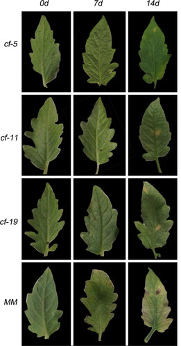Figure 1. Changes of tomato leaves (background) 0, 7 and 14 days after inoculation with C. fulvum Race 1.2.3.4. Tomato lines: cf-5, Ontrio7516 (carrying the Cf-5 gene); cf-11, HN42 (carrying the Cf-11 gene); cf-19, HN19 (carrying the Cf-19 gene); and MM, Moneymaker (not carrying a Cf gene).