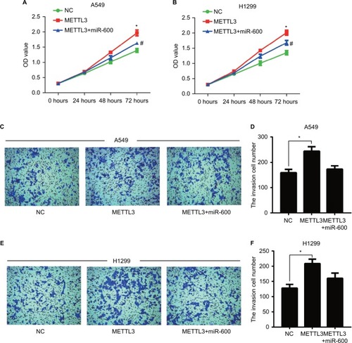 Figure 8 miR-600 reversed the positive effect of exogenous METTL3 on lung cancer cells progression.Notes: The proliferation of A549 (A) and H1299 (B) cells was confirmed by CCK8 assay. (C–F) Transwell assay was performed to confirm the cell invasion in METTL3 and METTL3+ miR-600 cells. Experiments in this figure were all performed in triplicate (*P<0.05 vs NC cells; #P<0.05 vs METTL3 overexpression cells).