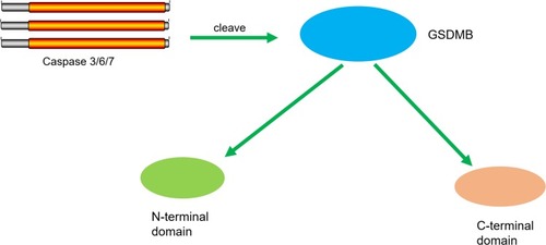 Figure 3 GSDMB promotes non-canonical pyroptosis by enhancing caspase-4 activity. The binding of GSDMB with the CARD domain of caspase-4 result in the oligomerization of the caspase-4 proteins, and caspase-4 promotes the cleavage of GSDMD and the releasing of the N-terminal effector domain and the C-terminal inhibitory domain. The N-terminal domain oligomerizes in the cell membrane and forms pores, which leads to pyroptosis.