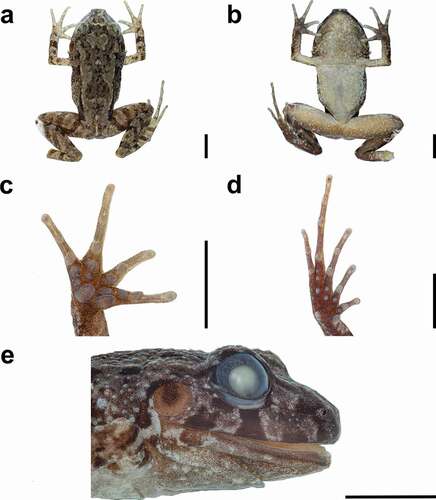 Figure 3. Preserved Lynchius waynehollomonae sp. nov. (holotype) in dorsal view (a), ventral view (b), palm (c), sole (d), and head in lateral view (e). scale 5 mm. Photographs by LAGA