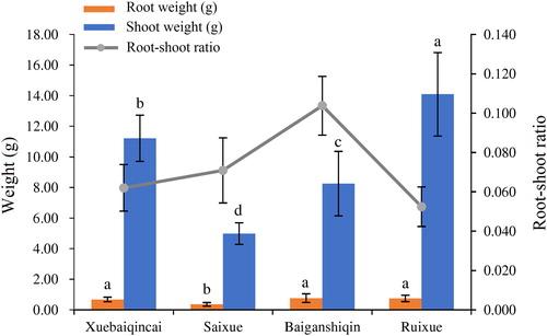 Figure 2. Root/shoot ratio of ‘Xuebaiqincai’, ‘Saixue’, ‘Baiganshiqin’ and ‘Ruixue’.