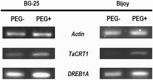 Figure 3. Expression analysis of Actin (control), TaCRT1 and DREB1A transcripts in roots of BG-25 and Bijoy grown under PEG– and PEG+ hydroponic conditions. Roots were harvested from 2-week old plants.