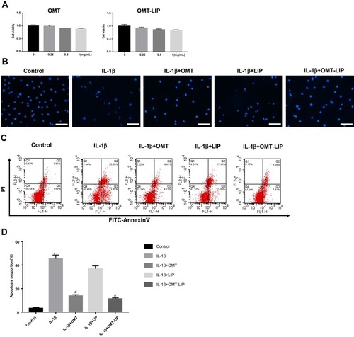 Figure 3 OMT-LIP ameliorated IL-1β-induced apoptosis in NP cells. (A) CCK-8 results of NP cells treated with different concentrations of OMT and OMT-LIP for 48 h. (B) Representative images for nuclei staining with Hoechst 33258 of NP cells observed by fluorescence microscope. (C) NP cell apoptosis was evaluated by flow cytometric analysis after Annexin-V/PI double staining. (D) Quantitative analysis of apoptosis by flow cytometry. Scale bar = 200 μm. **p < 0.01 vs Control group, n = 5; #p < 0.05 vs IL-1β group, n = 5.