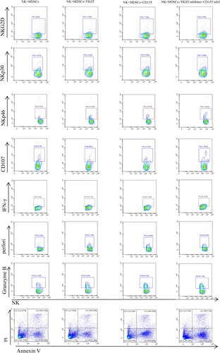 Figure 4. NK+MDSCs refers to NK and MDSCs co-culture, NK+MDSCs+TIGIT inhibitor refers to NK and MDSCs co-culture system with TIGIT inhibitor, NK+MDSCs+CD155 inhibitor refers to NK and MDSCs co-culture system with CD155 inhibitor. NK+MDSCs+TIGIT inhibitor+CD155 inhibitor that is, TIGIT inhibitor and CD155 inhibitor are added simultaneously in NK and MDSCs co-culture system.