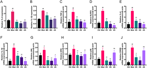 Figure 5 Effects of PC alcohol extract on expression of genes associated with the inflammation and the MAPK/ERK signaling pathway. (A) ELISA analysis of the gene expression of the inflammatory factors 1L-6 in serum. (B) ELISA analysis of the gene expression of the inflammatory factors 1L-1β in serum. RT-qPCR analysis of the gene expression of the inflammatory factors TNF-α (C), NLRP3 (D), 1L-6 (E), and 1L-β (F) in the L4-6 spinal cord of mice in the Ctrl/Mod/HD/HG/AS groups in the formalin foot swelling model. RT-qPCR analysis of the gene expression of JNK (G), ERK (H), p38 (I), and CREB (J) in the L4-6 spinal cord of mice in the Ctrl/Mod/HD/HG/AS groups in the formalin foot swelling model. Data represent the mean ± SD of three independent experiments. ns: not significant vs Ctrl group, #P < 0.05 and ##P < 0.01 vs Ctrl group, *P < 0.05 and **P < 0.01 vs Mod group.