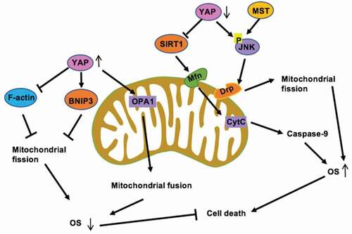 Figure 4. YAP and MST sustain cell viability and survival via mitophagy. On the one hand, YAP activates SIRT1 which enhances the mitophagy receptor Mfn2 expression, strongly maintaining mitophagy activity [Citation109], on the other hand, YAP can phosphorylate JNK and activate Drp, induce Mitochondrial fission [Citation103]. Mitophagy blocks the caspase-9 apoptotic pathway, abates cellular oxidative and prevents mitochondrial function. Meanwhile, overexpressed YAP activates OPA1 to enhance mitochondrial fusion [Citation115] and also enhances BNIP3 [Citation110] to reduce mitochondrial apoptosis
