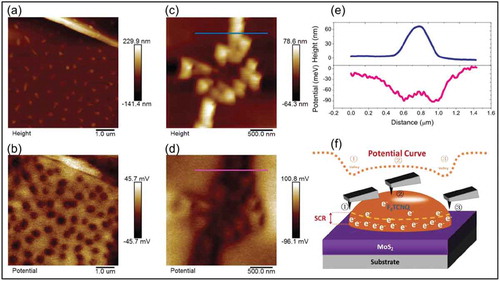 Figure 7. (a) Surface topography of F4-TCNQ functionalized MoS2, showing island-like F4-TCNQ particles with an average height around 20 nm. (b) Surface potential distribution of the same area as in a), the dark areas correspond to F4-TCNQ island sites. (c) and (d) show surface topography and potential distribution, respectively, after annealing the samples, (e) shows cross-section profile of the lines marked in (c) and (d). (f) Schematic of space charge region in F4-TCNQ molecules. Adapted with permission from ref 62. Copyright © 2018 Wiley-VCH.