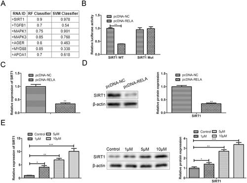 Figure 5. SIRT1 is the target of RELA in premature senescence. (A) PRIDB was used to predict and screen the putative targets of RELA; (B) dual-luciferase reporter assay is conducted to verify the interaction between RELA and SIRT1; (C) after overexpression of RELA, the mRNA expression of SIRT1 were detected by qRT-PCR; (D) after overexpression of RELA, the protein expression of SIRT1 were detected by western blot; (E) the mRNA and protein expression of SIRT1 after treatment with different concentrations of resveratrol (1 µM, 5 µM, and 10 µM) for 24 h were evaluated by qRT-PCR and western blot. *p < 0.05, **p < 0.01, ***p < 0.001 versus another group.