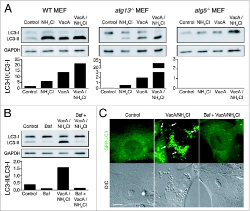 Figure 7. VacA activates noncanonical LC3 lipidation. (A) Western blot analysis of LC3 in wild-type, atg13−/− and atg5−/− MEFs treated with NH4Cl (5 mM), VacA (10 μM) or both for 2 h. Quantification of LC3-II/LC3-I graphed below. (B) Western blot analysis of LC3 in atg13−/− MEFs treated with Baf (100 nM), NH4Cl (5 mM) + VacA (10 μM) or Baf + NH4Cl + VacA for 2 h. Quantification of LC3-II/LC3-I graphed below. (C) Confocal images of differential interference contrast and GFP-LC3 in atg13−/− MEFs treated with NH4Cl (5 mM) + VacA (10 μM) or Baf + NH4Cl + VacA for 2 h. Arrows indicate GFP-LC3 on vacuoles. Bar = 5 μm.