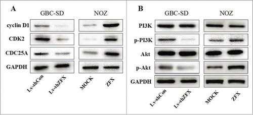 Figure 7. ZFX may affects certain cell cycle regulators and activates PI3k/AKT pathway. (A) The protein levels of cell cycle regulators as CDK2, CDC25A and cyclinD1 are examined by western blot analysis. (B) The levels of phosphorylated PI3K, total PI3K, phosphorylated Akt and total Akt in GBC-SD and NOZ cells are detected.