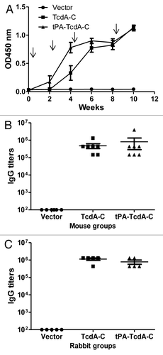 Figure 2. Antibody responses elicited by C. difficile toxin A DNA vaccines as measured by ELISA. (A) Temporal TcdA-C-specific antibody responses in mouse sera (1:500 dilution) receiving empty DNA vector pJW4303, TcdA-C DNA and tPA-TcdA-C DNA, respectively. Each curve represents the mean OD values plus standard deviation of antibody response for each mouse group. The arrows indicate the time points of DNA immunizations. (B) Peak level TcdA-C-specific IgG titers in individual mouse sera at two weeks after the 4th DNA immunization for different mouse groups. Each dot represents one animal. (C) Peak level TcdA-C-specific serum IgG titers in rabbits at two weeks after the 4th DNA immunization. Each dot represents one rabbit.