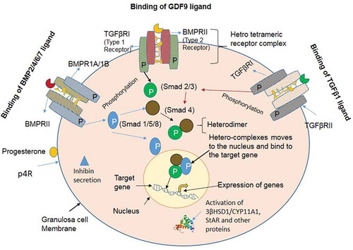 Figure 7. Schematic representation of the BMP factors/receptors, SMAD signaling molecules, and steroidogenesis associated genes in granulosa cells. Binding and interactions of the ligand molecules viz. BMP2/4/6/7, GDF9 and TGFβ1 to their respective receptors molecules BMPRII/TGFβRII. Phosphorylation of the receptor regulated SMAD proteins (either SMAD1/-2/-3/-5/-8) and their association with common SMAD4. Entry of the hetero-complexes into nucleus and acting as transcription activators for expression of the target genes of a particular pathway. Secretion of the progesterone and inhibin after activation through their receptors. Depiction of the expression of the steroidogenesis associated genes in the granulosa cells.