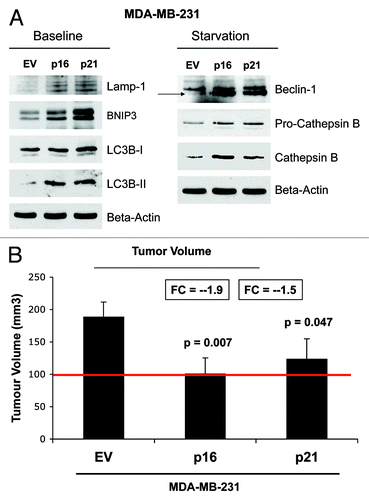 Figure 15. MDA-MB-231 breast cancer cell lines, which overexpress p16(INK4A) and p21(WAF1/CIP1), undergo autophagy, and show dramatically reduced tumor growth. (A) Autophagy status. MDA-MB-231 cells, which overexpress p16(INK4A) and p21(WAF1/CIP1), undergo increased authophagy, either at baseline (Lamp-1, BNIP3, LC3-I/II) or under conditions of starvation for 12 h with HBSS (Beclin-1 and cathepsin B). (B) Tumor growth. MDA-MB-231 cells, which overexpress p16(INK4A) and p21(WAF1/CIP1), show a near 2-fold reduction in tumor volume.