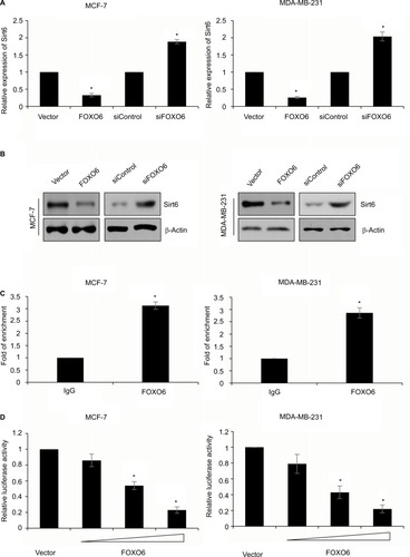 Figure 4 Sirt6 is a direct transcriptional target of FOXO6.Notes: (A) FOXO6 was overexpressed or knocked down in MCF-7 and MDA-MB-231 cells. The mRNA level of Sirt6 was assessed by qRT-PCR assay. FOXO6 vs vector, siFOXO6 vs siControl, *p < 0.05. (B) FOXO6 was overexpressed or knocked down in MCF-7 and MDA-MB-231 cells. The protein level of Sirt6 was assessed by Western blotting assay. (C) qChIP sassy was performed using anti-FOXO6 antibody. FOXO6 vs IgG, *p < 0.05. (D) FOXO6 was overexpressed or knocked down in MCF-7 and MDA-MB-231 cells. After transfection for 24 h, relative luciferase activity was detected by dual-luciferase reporter assay kit. *p < 0.05.Abbreviations: FOXO, forkhead transcription factor family; qRT-PCR, quantitative real-time polymerase chain reaction; qChIP, quantitative chromatin immunoprecipitation.