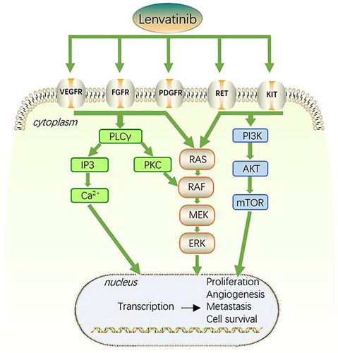 Figure 1 Schematic representation of the known pharmacological mechanisms of lenvatinib.
