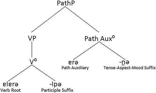Figure 1. A partial reduplication construction in Kaytetye, with morpho-syntactic components labelled
