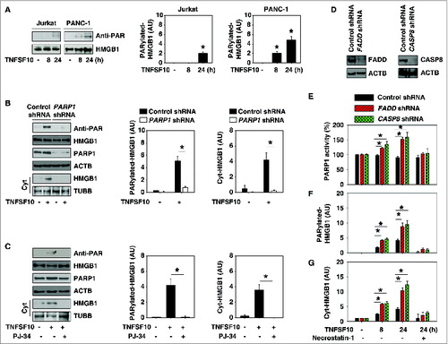 Figure 2. PARP1 is required for TNFSF10-induced poly-ADP-ribosylation and subsequent cytoplasmic translocation of HMGB1. (A) PANC-1 and Jurkat cells were treated with TNFSF10 (100 ng/ml) for 8 to 24 h. Samples were pulled down with anti-HMGB1 and immunoblotted with anti-PARylation and anti-HMGB1 antibodies. Relative band intensities of HMGB1 PARylation were quantified (*, P < 0.05 versus untreated group). (B) PANC-1 cells were transfected with control shRNA and PARP1 shRNA for 48 h and then treated with TNFSF10 (100 ng/ml) for 24 h. The levels of HMGB1 PARylation and cytoplasmic HMGB1 were assayed (*, P < 0.05). AU, arbitrary unit. (C) PANC-1 cells were treated with TNFSF10 (100 ng/ml) in the absence or presence of PJ-34 (20 μM) for 24 h. The levels of HMGB1 PARylation and cytoplasmic HMGB1 were assayed (*, P < 0.05). AU=arbitrary unit. (D–G) Knockdown of FADD and CASP8 by shRNA (D) increased TNFSF10 (100 ng/ml)-induced PARP1 activity (E), HMGB1 PARylation (F), and HMGB1 cytosolic translocation (G) in PANC-1 cells. In contrast, necrostatin-1 (10 μM), a specific inhibitor of RIPK1, inhibits this process. AU, arbitrary unit.