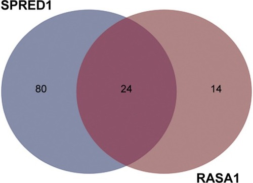 Figure 1 Shared putative microRNAs potentially regulating both RASA1 and SPRED1 are identified by the prediction algorithm of TargetScan.