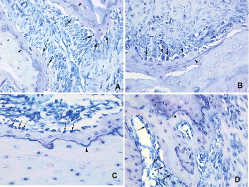 Figure 4. Histopathological view showing the osteoblastic activity: cuboidal and dense stained osteoblasts (arrow) reflected osteoid formation. Basophilic reversal lines (arrowhead) were considered to identify the bone remodelling (A) control, moderate osteoblastic activity, (B and C) Groups I and II, mild to moderate osteoblastic activities along with small amounts of reversal lines, (D) Group III, an increased osteoblastic activity (Toluidin blue 400x).