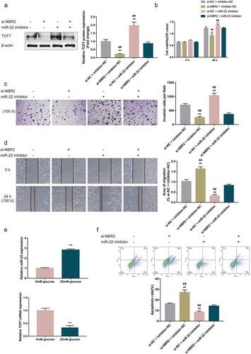 Figure 5. Dynamic effects of lncRNA NBR2 and miR-22 on hepatoblastoma cell phenotype HepG2 cells were co-transfected with si-NBR2 and miR-22 inhibitor and examined for (a) the protein levels of TCF7 by Immunoblotting; (b) cell viability by MTT assay; (c) cell invasion by Transwell assay; (d) cell migration by wound healing assay. **P < 0.01, compared to the si-NC + inhibitor-NC group; ##P < 0.01, compared to the si-NBR2 + miR-22 inhibitor group. (e) HepG2 cells were cultured in a medium containing 0 mM or 25 mM glucose and examined for the expression of miR-22 and TCF7 mRNA by real-time qPCR. **P < 0.01. (f) HepG2 cells were co-transfected with si-NBR2 and miR-22 inhibitor, cultured in a medium containing 0 mM glucose, and examined for cell apoptosis by Flow cytometry assay. **P < 0.01, compared to the si-NC + inhibitor-NC group; ##P < 0.01, compared to the si-NBR2 + miR-22 inhibitor group