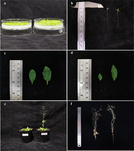 Figure 7. Phenotype of transgenic Arabidopsis. Both on the left were CK and on the right were OEWRKY6. It was shown two-week-old seedling plants (a) and seedling roots (b), rosette leaves (c) and stem leaves (d) of one-month-old plants, flowering Arabidopsis plants (e) and fruiting Arabidopsis plants (f), respectively.