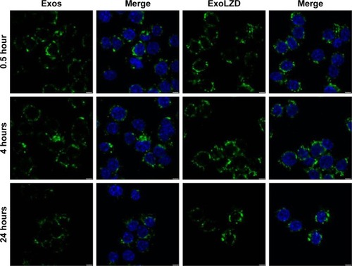 Figure 2 Profound Exos and ExoLZD accumulation in RAW264.7 cells in vitro.Notes: RAW264.7 cells were incubated with fluorescently labeled (green) Exos for various time intervals and the amount of nanocarrier accumulation was examined by confocal microscopy. The blue color represents the cell nuclei, which is used to show cytoplasmic and nuclear localization. Scale bars: 10 µm.Abbreviations: Exos, exosomes; ExoLZD, exosome-entrapped linezolid.