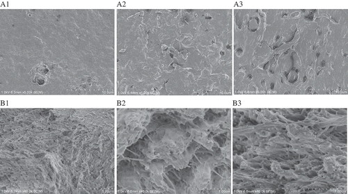 FIGURE 4 (a) SEM micrographs of the surface morphology of the intact and desalted opercular of tilapia. A1: the intact opercular, A2: the opercular desalinated by EDTA, A3: the opercular desalinated by HCl; (b) SEM micrographs of the section morphology of the intact and desalted opercular of tilapia. B1: the intact opercular, B2: the opercular desalinated by EDTA, B3: the opercular desalinated by HCl.