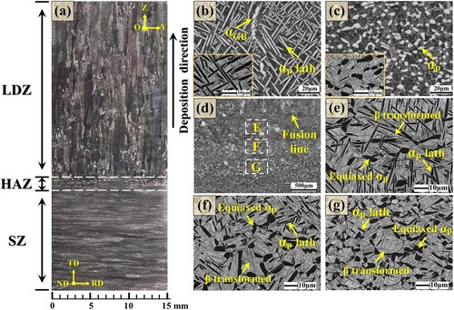 Figure 3. Microstructures of the heat-treated hybrid manufactured sample: (a) overview of the specimen; (b)-(c) OM and magnified SEM images for the LDZ and SZ, respectively; (d) overall microstructural characteristics for the HAZ; (e)-(g) microstructures of the dotted box at the corresponding locations in (d).