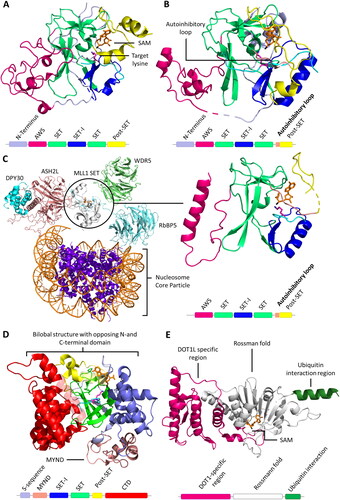 Figure 3. Cartoon representation of SET and 7BS domain PKMT architectures. A| SET domain-containing PKMT G9a complexed with the H3K36 substrate peptide (cyan with the target lysine in pink), and cofactor SAM (orange, PDB 5JIY (Jayaram et al. Citation2016)). SET domain-containing PKMTs incorporate Zn-ions for structural stability in their AWS (Associated with SET, magenta), post-SET (yellow) or MYND (rose) domain depending on the enzyme (Dillon 2005, Wu et al. Citation2011). However, the Zn-ions are not involved in catalysis or conformational changes and they are not shown explicitely in protein structures presented in this review. B| SETD2 complexed with the H3K36 substrate peptide, and cofactor SAM (PDB 5JLB (Yang et al. Citation2016)). The autoinhibitory loop (rose) is in an open position to accommodate the protein substrate. C| MLL1 SET domain (white) associated with WDR5 (green), RbBP5 (light blue), ASH2L (rose) and DPY30 (cyan) bound to a nucleosome core particle (PDB 6PWV (Park et al. Citation2019)). MLL1 SET domain complexed with the H3K4 peptide (cyan, wiht the target K in pink) (PDB 6UH5 (Hsu et al. Citation2019)). D| SMYD2 complexed with the ERα substrate peptide (PDB 4O6F (Jiang et al. Citation2014)) showing the the bilobal or clamshell-like structure and the MYND domain. E| 7BS PKMT DOT1L and cofactor SAM (PDB 1NW3 (Min et al. Citation2003)). The architecture consists of a DOT1L specific region (magenta), a seven-beta sheet rossman fold (white) and a ubiquitin interaction region (green).