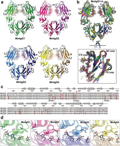 Figure 1. Crystal structures of the Rhesus macaque IgG1-4 Fc. (a) The overall structures are shown in a ribbon diagram with the two heavy chains (CH2-CH3 domains) in lighter and darker shades of green (MmIgG1), pink (MmIgG2), blue (MmIgG3) and yellow (MmIgG4). The sugars attached to N297 are shown as spheres colored by atom type (backbone color for carbon; red for oxygen and blue for nitrogen). The distances between Cα carbons of P238 are shown to indicate the differences in the distances between CH2 domains. (b) The structures of MmIgG1-4 Fcs were superimposed based on CH3-CH3 homodimer to show differences in the conformation and distances of CH2 domains in the Fc dimer. A 45° view shows the conformation of C’E, BC, and FG loops among CH2 domains of the Fcs. (c) Sequence alignment of the four subtypes of MmIgG Fc. The sequence identity among the four sequences is 86%. Residues of MmIgG2-4 different than MmIgG1 sequence are shaded in pink. The secondary elements as determined by the structures are shown above the sequence with arrows for β–strands, cylinders for α-helix and solid lines for random coil. Residue N297 is indicated with a red star and the C’E, BC, and FG loops are in boxes. (d) CH2−CH3 interface. Residues contributing to the interface through salt bridges/hydrogen bonds and residues of the hydrophobic “ball-in socket” joint are shown as sticks. Distances for hydrogen bonds/electrostatic interactions are as shown.