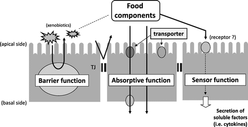 Fig. 1. Major functions of intestinal epithelial cells.