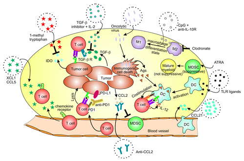Figure 1. Immune modulators of the tumor microenvironment that enhance cancer immunotherapy. Different therapies are depicted as described in the text. ATRA, all-trans retinoic acid; IDO, Indoleamine 2, 3-dioxygenase; M1 or M2, M1 or M2 macrophage; MDSC, Myeloid-derived suppressor cell; PD-1, programmed cell death protein 1; TLR, Toll-like receptor