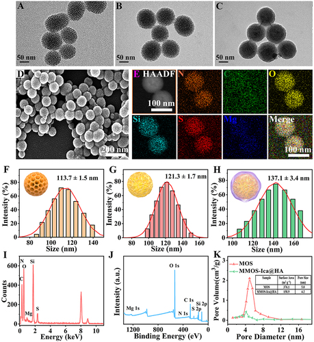 Figure 1 (A–C) TEM images of MOS (A), MMOS (B), or MMOS-Ica@HA (C). (D and E) SEM images (D) or HAADF-STEM images (E) of MMOS-Ica@HA nanoplatforms. (F–H) Size determination of MOS (F), MMOS (G), or MMOS-Ica@HA (H) via DLS measurements. (I and J) EDX spectrum (I) or full-range survey XPS spectrum (J) of MMOS-Ica@HA. (K) Pore diameter distribution of MOS or MMOS-Ica@HA.