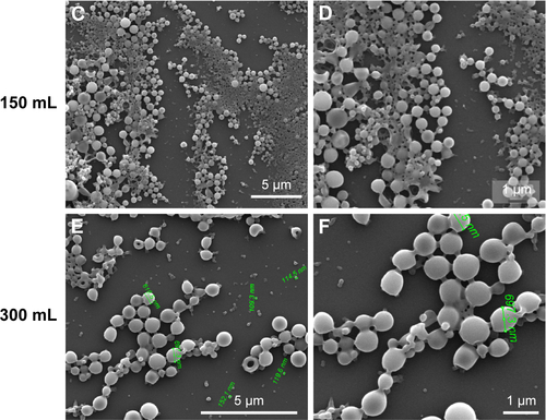 Figure S1 SEM micrographs of PLGA nanoparticles synthesized at different scale-up production volumes using a conventional batch reactor.Notes: (A and B) 15 mL, (C and D) 150 mL, and (E and F) 300 mL.Abbreviations: PLGA, poly(d,l lactic-co-glycolic acid); SEM, scanning electron microscopy.
