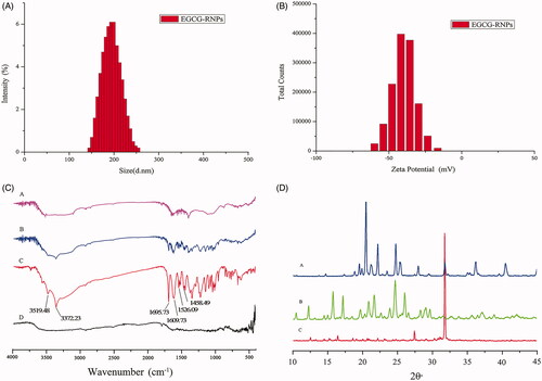 Figure 2. (A) The average particle size of EGCG-RNPs was 200.3 ± 1.23 nm and the PDI was 0.071. (B) The zeta potential was −46.8 ± 1.31 mV. (C) FTIR spectra of EGCG-RNPs, EGCG + RNPs, EGCG and nano-realgar. (D) XRD characterization of EGCG-RNPs, EGCG and nano-realgar.