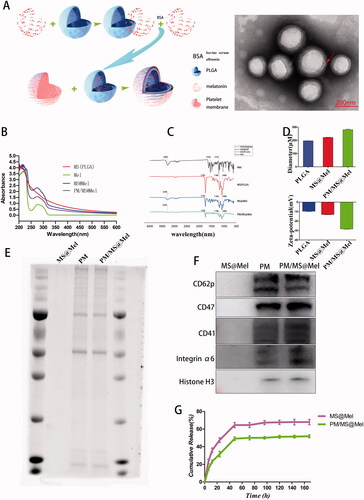 Figure 2. (A) TEM images of PM/MS@Mel nanoparticles. (B) The absorbance changes of nanoparticles at different wavelengths. (C) FT-IR spectra for Mel, PLGA, MS@Mel and PM/MS@Mel. (D) The particle size and zeta potential of PLGA, MS@Mel and PM/MS@Mel nanoparticles. (E) The Coomassie blue staining results of PLGA, MS@Mel and PM/MS@Mel nanoparticles. (F) Western blotting. (G) In vitro melatonin release from PM/MS@Mel nanoparticles.