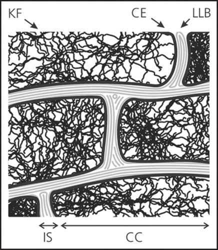 Figure 2 Sketch of the morphology of human stratum corneum: The stratum corneum is composed out of rigid corneocytes (CC), dead cells densely packed with keratinous filaments in a matrix of connecting proteins and confined by the cornified envelope (CE), separated by the intercellular space (IS) filled with lipid compounds (fatty acids, ceramides etc.,) and aqueous films to form lamellar lipid bilayers (LLB) (published with permission from ref. 4).