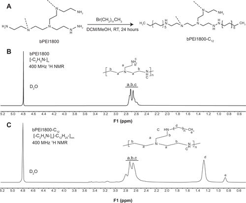 Figure S1 Synthesis route and structure confirmation of bPEI1800 and bPEI1800-C12.Notes: (A) Synthesis route of bPEI1800-C12. (B) 1H NMR spectrum of bPEI1800. (C) 1H NMR spectrum of bPEI1800-C12.Abbreviations: bPEI1800, branched polyethylenimine with molecular weight 1,800 Da; bPEI1800-C12, bPEI1800 grafted with hydrophobic C12 chains; DCM, dichloromethane; F1, frequency; 1H NMR, proton nuclear magnetic resonance; MeOH, methanol; RT, room temperature.