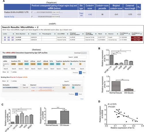 Figure 1 Expression levels of let-7a and AURKB.Notes: (A) Results of bioinformatic research about let-7a by targeting AURKB. (B) The expression level of let-7a in OS tissues and normal tissues and in OS cells and osteoblast cells (hFOB1.19 cells) was evaluated by qRT-PCR. Mean ± SD; *P<0.05, **P<0.01, ***P<0.001. (C) The expression level of AURKB in OS tissues and normal tissues and in OS cells and osteoblast cells was evaluated by qRT-PCR. Mean ± SD; *P<0.05, **P<0.01, ***P<0.001. (D) The negative correlation between let-7a and AURKB levels in the OS tissues (R=-0.7575, P<0.001; OS cells and osteoblast cells: n=6/group. OS tissues: n=21). PITA is a database for prediction of target gene.Abbreviations: AURKB, Aurora-B; OS, osteosarcoma; PCT, preferentially conserved targeting; qRT-PCR, reverse transcription quantitative real-time PCR.