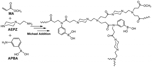 Scheme 1. The reaction scheme for preparing fluorescent and glucose-sensitive hyperbranched poly(amidoamine)s (HPAMAMs-B) from AEPZ, MA, and APBA.