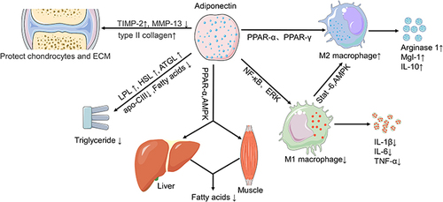 Figure 2 Possible mechanisms by which adiponectin regulates risk factors for OA in obese patients.