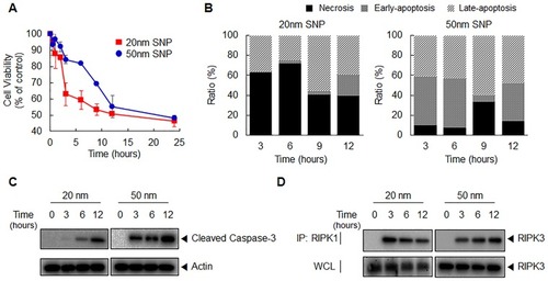 Figure 3 Time-lapse cytotoxicity and its mechanisms depending on SNP size. (A) In the indicated time intervals, cell viability following treatment with 20- and 50-nm SNPs at the IC50 values was analyzed using WST-1 assay. (B) Representative bar graph of the ratio percentages of apoptotic and necrotic cells as determined by flow cytometric analysis. (C) Western blot analysis of caspase-3 activation in HepG2 cells following treatment with SNPs for the indicated times. (D) Interaction between RIPK1–RIPK3 was detected by immunoprecipitation (IP) and Western blot analysis.