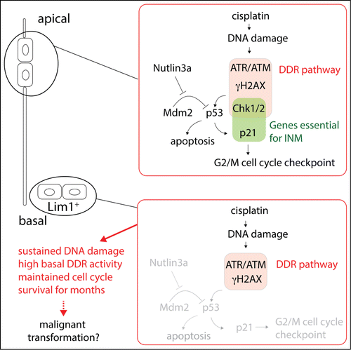 Figure 1. Schematic of signaling pathways involving the DNA damage response (DDR) pathway in apical and basal cells in the developing neuroepithelium. Only apical cells undergo interkinetic nuclear migration (INM) and are cell cycle arrested by an activated DDR pathway.