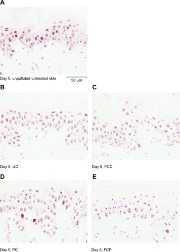 Figure 3 Nrf2 immunostaining at day 0 and day 5 in all sample groups.