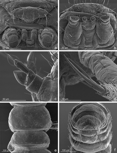Figure 8. Lytta zubovi, first instar larva. (a) Labrum and mouthparts in frontal view; (b) labrum and mouthparts in ventral view; (c) left antenna in dorsal view; (d) left hind tibiotarsus in dorsal view; (e) metanotum and first abdominal tergum; (f) apex of the abdomen in posterodorsal view.